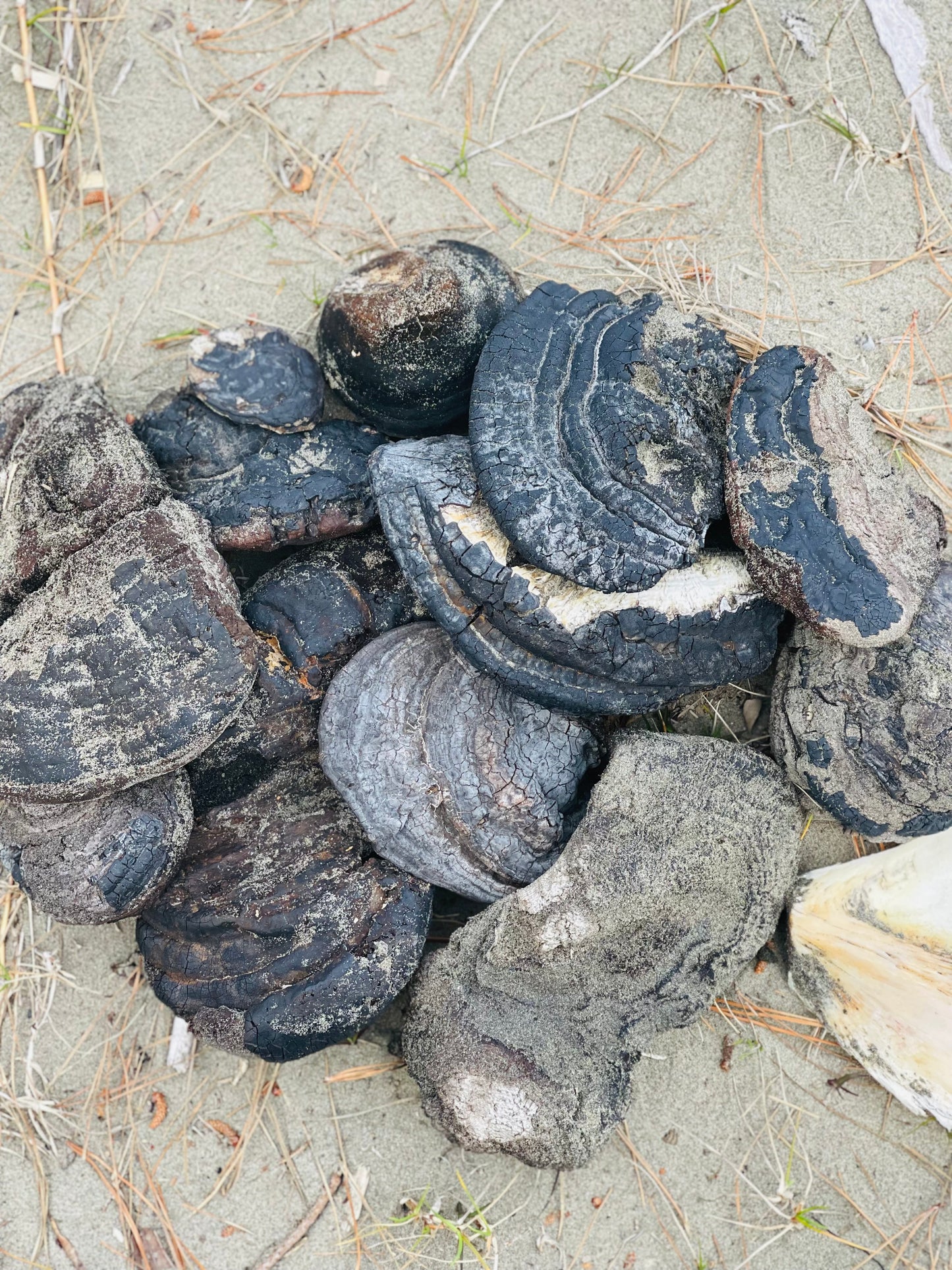 Pakaiahi Soap (Ganoderma Applanatum)